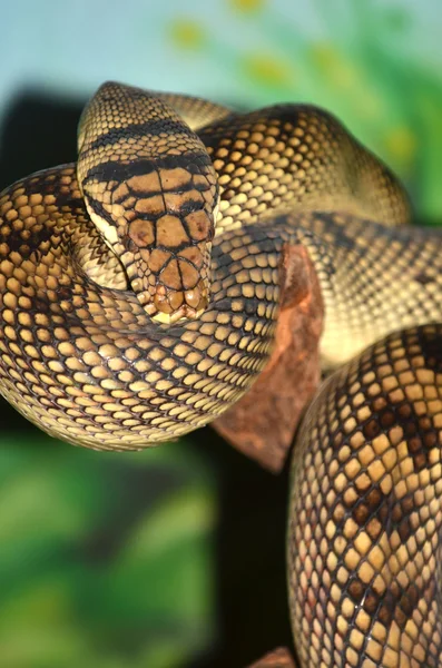 Amethyst Python — Stock Photo, Image