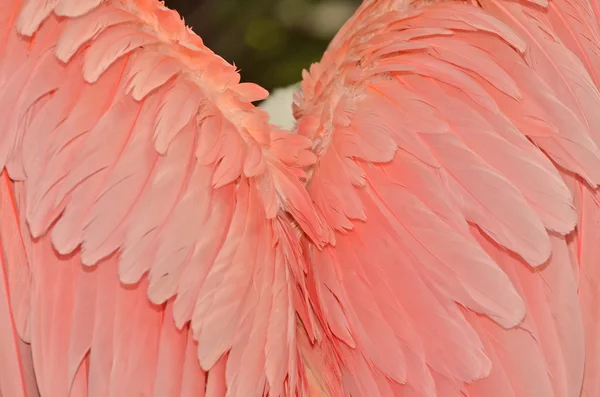 Angel's wings — Stock Photo, Image