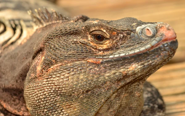 Iguana — Stockfoto