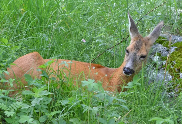 Roe Deer — Stock Photo, Image