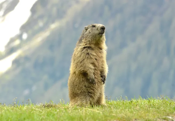 Marmota Imágenes de stock libres de derechos