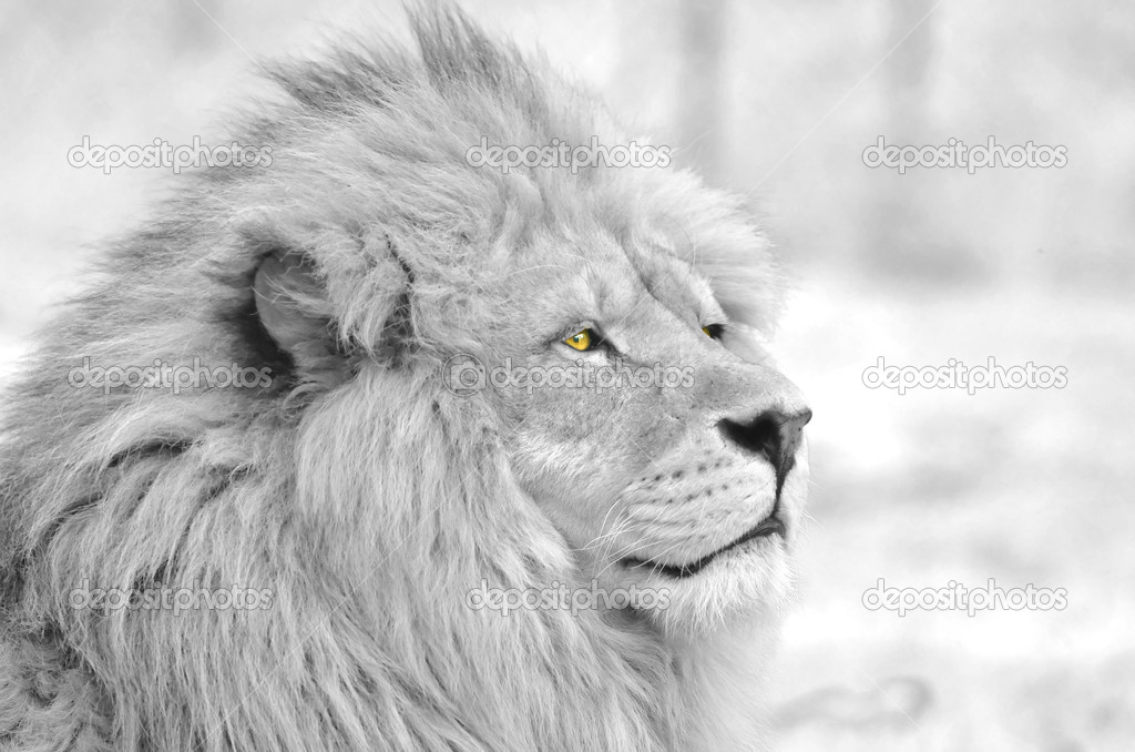 Male Lion