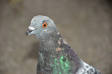 The feral pigeon clipart