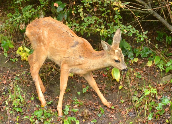 Roe Fawn — Stock Photo, Image