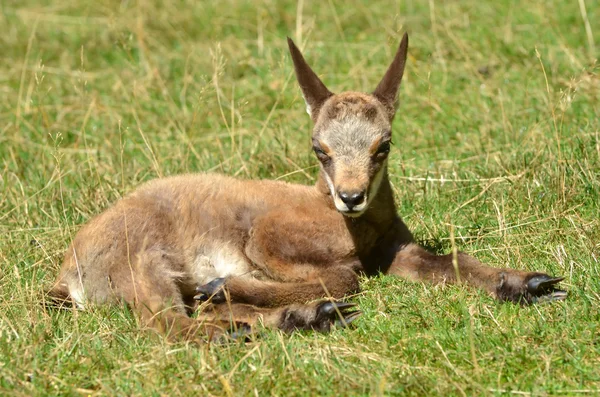 Baby chamois — стокове фото