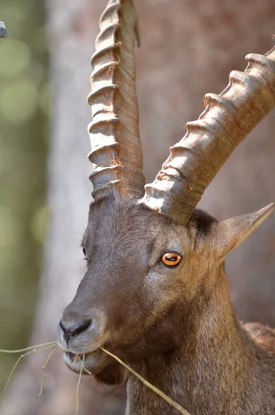 Steinbockmännchen — Stockfoto