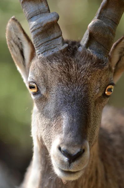 Góra ibex — Zdjęcie stockowe