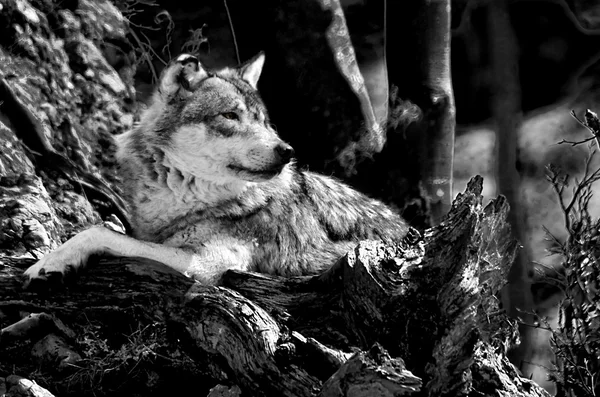 O lobo — Fotografia de Stock