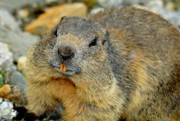 Ground Squirrel — Stock Photo, Image