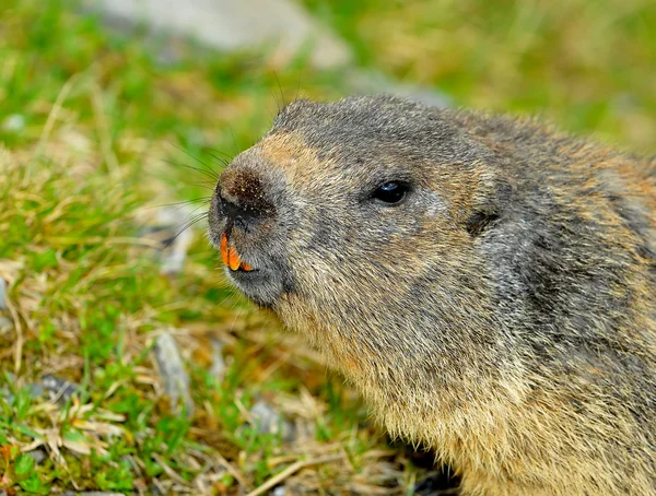 Curious Marmot — Stock Photo, Image