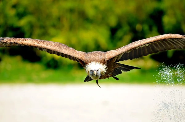 The vulture — Stock Photo, Image