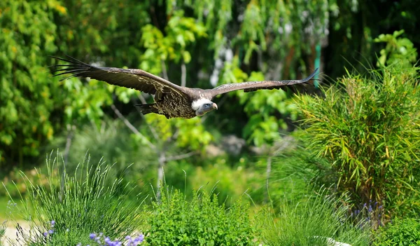 Vulture Flying — Stock Photo, Image