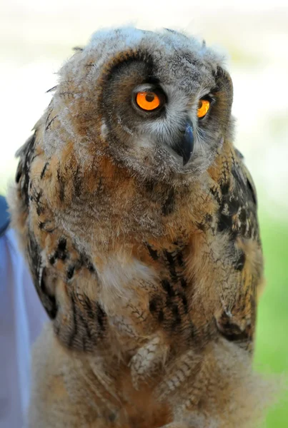 Euroasiatico aquila gufo pulcino — Foto Stock