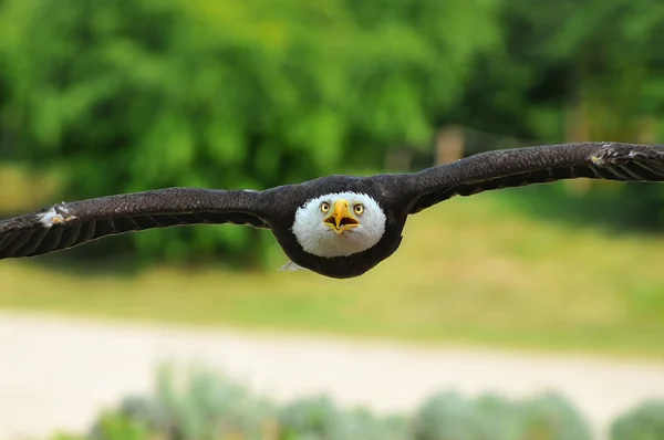 Weißkopfadler — Stockfoto