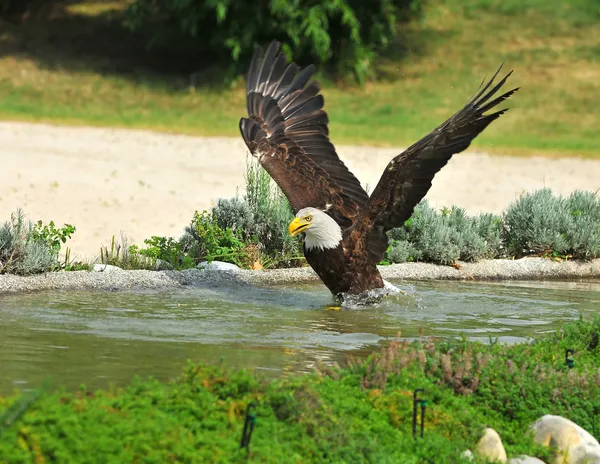 Aquila calva — Foto Stock