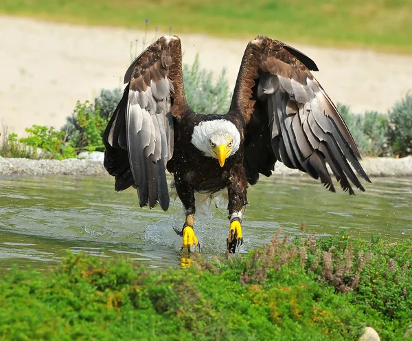 Aquila calva — Foto Stock