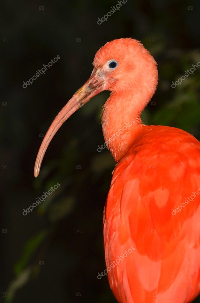 The Scarlet Ibis Stock Photo by ©mountainpix 13621324
