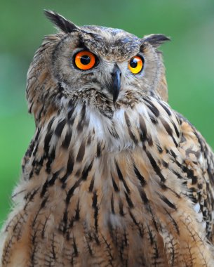 Eagle Owl clipart