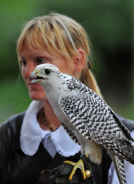 Kobieta falconer — Zdjęcie stockowe