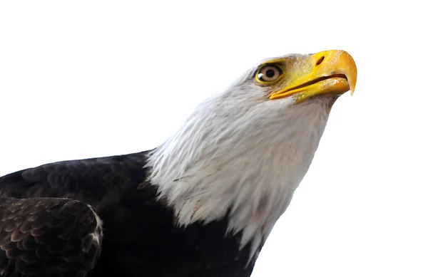 Bald Eagle — Stock Photo, Image