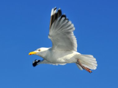 martı