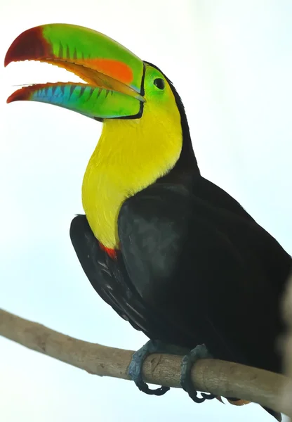 Toucan arc-en-ciel — Photo