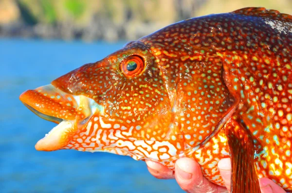 Червона риба — стокове фото