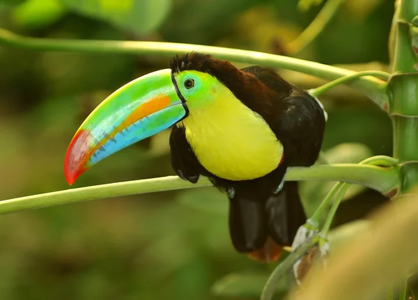 Gökkuşağı toucan — Stok fotoğraf