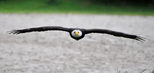 Aquila calva — Foto Stock