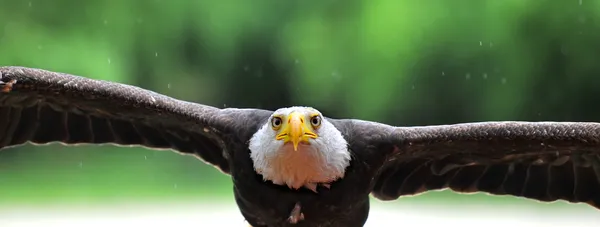 Орел атаки — стокове фото
