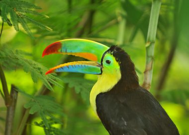 Gökkuşağı toucan