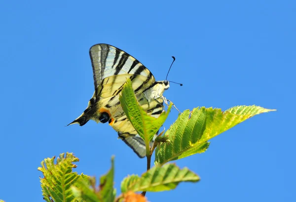 Scarce Swallowtail mariposa —  Fotos de Stock