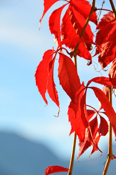 Virginia Creeper
