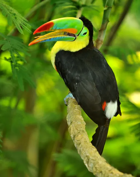 Gökkuşağı toucan — Stok fotoğraf