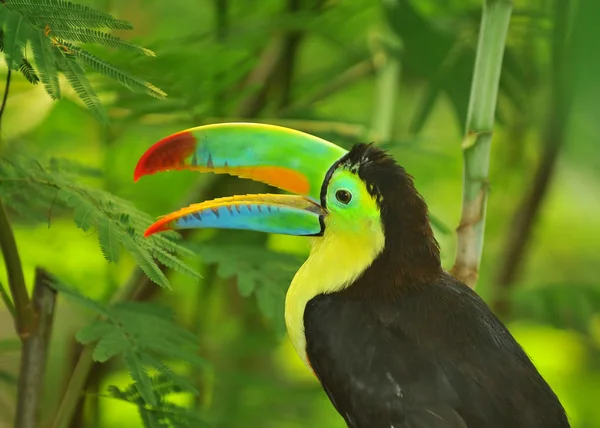 Arco-íris tucano — Fotografia de Stock