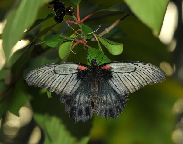 Мормонів метелик — стокове фото