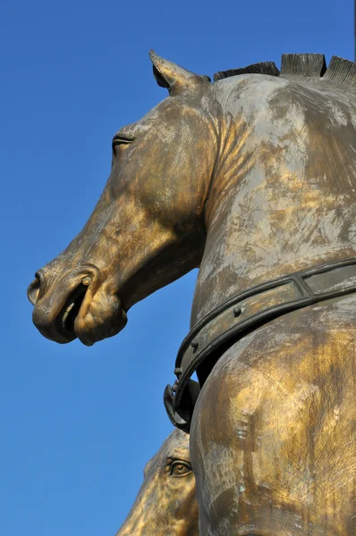 Horse head — Stock Photo, Image