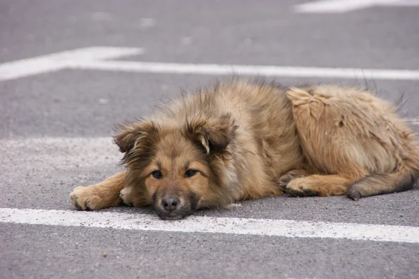 Velmi fotogenický toulavý pes — Stock fotografie
