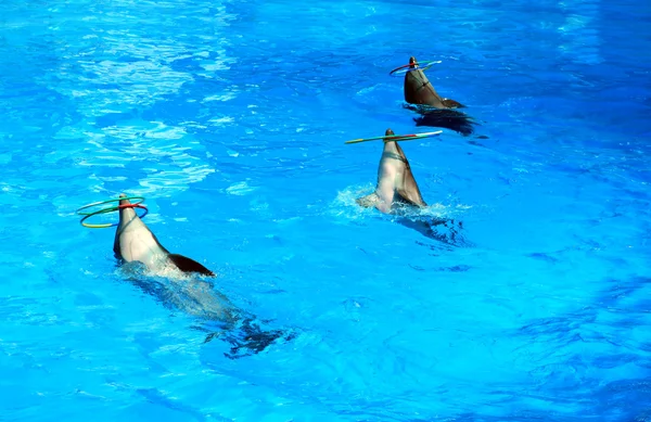 Cerceau de dauphins — Photo
