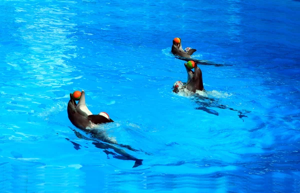 Tre delfini con le palle — Foto Stock