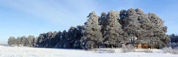 Pesterevskaya arboleda invierno. Verhovazhe, Región de Vologda, Rusia. Panorama — Foto de Stock