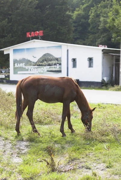 Un cavallo pascolare accanto alla strada sullo sfondo del caffè — Foto Stock