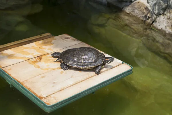 Suni gölet podyumda turtle — Stok fotoğraf