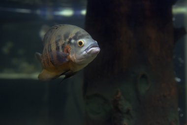 Astronotus Brindle Oscar