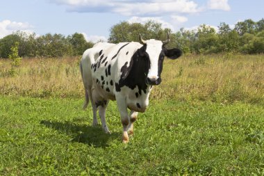 çayır üzerinde inek