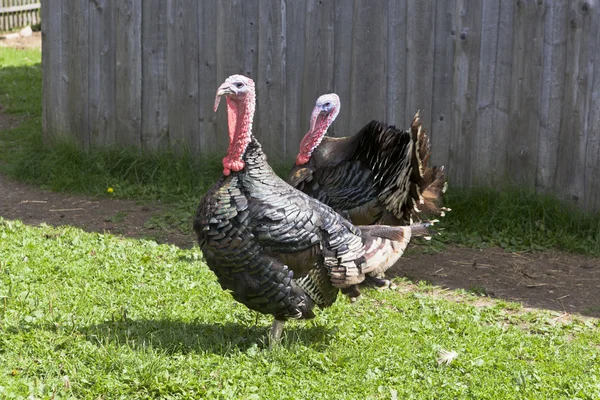 Gîte turkey farm homestead — Stockfoto