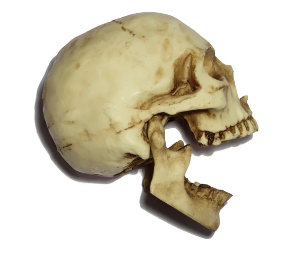 Cerebro cráneo muerte cabeza —  Fotos de Stock