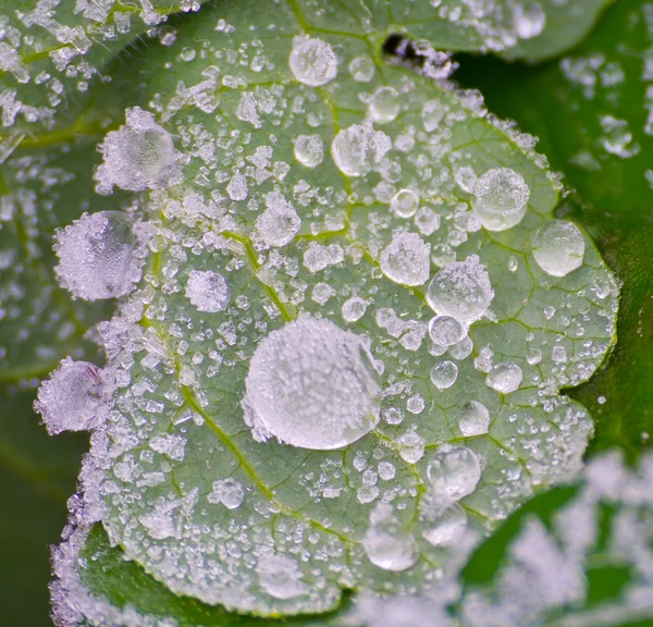 Icy morning dew — Stock Photo, Image