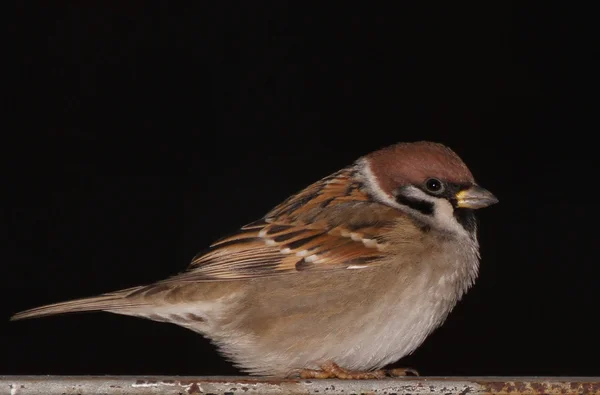 Sparrow on a black background — Stock Photo, Image