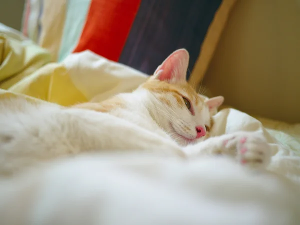 Красива таббі кішка спить — стокове фото